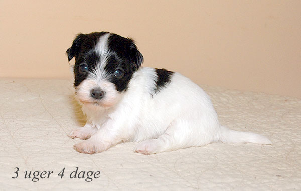 Astra bichon havanese hvalp hundehvalp bichon havanais hvalpe hundehvalpe