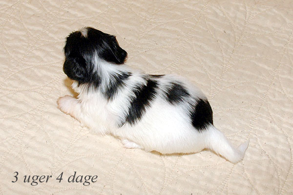 Astra bichon havanese hvalp hundehvalp bichon havanais hvalpe hundehvalpe