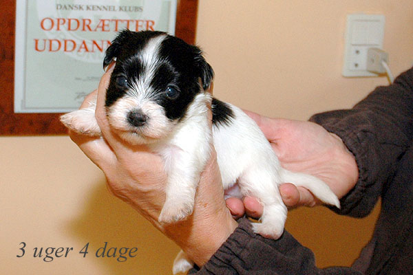 Astra bichon havanese hvalp hundehvalp bichon havanais hvalpe hundehvalpe