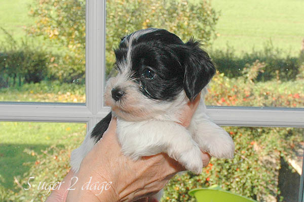 Astra bichon havanese hvalp hundehvalp bichon havanais hvalpe hundehvalpe