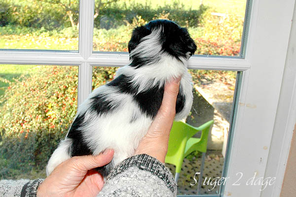 Astra bichon havanese hvalp hundehvalp bichon havanais hvalpe hundehvalpe