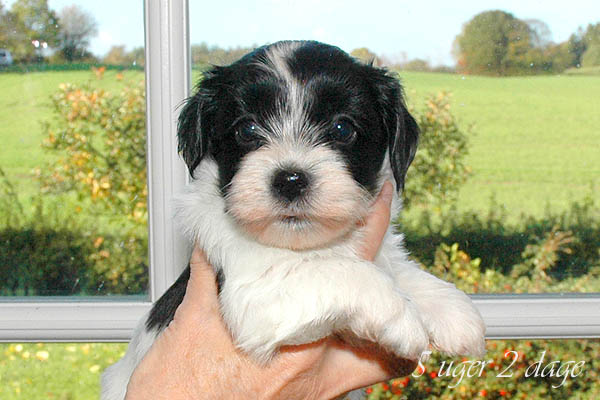 Astra bichon havanese hvalp hundehvalp bichon havanais hvalpe hundehvalpe