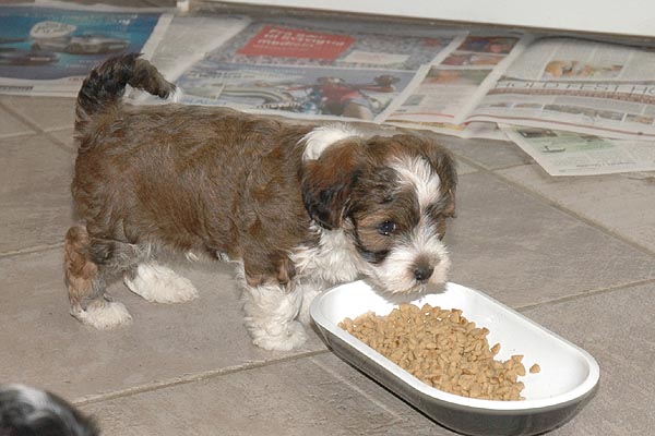 Balder bichon havanese hvalp hundehvalp bichon havanais hvalpe hundehvalpe