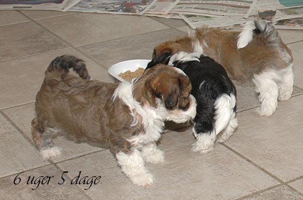 Balder bichon havanese hvalp hundehvalp bichon havanais hvalpe hundehvalpe