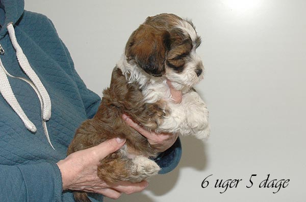 Balder bichon havanese hvalp hundehvalp bichon havanais hvalpe hundehvalpe