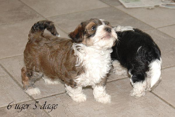 Balder bichon havanese hvalp hundehvalp bichon havanais hvalpe hundehvalpe