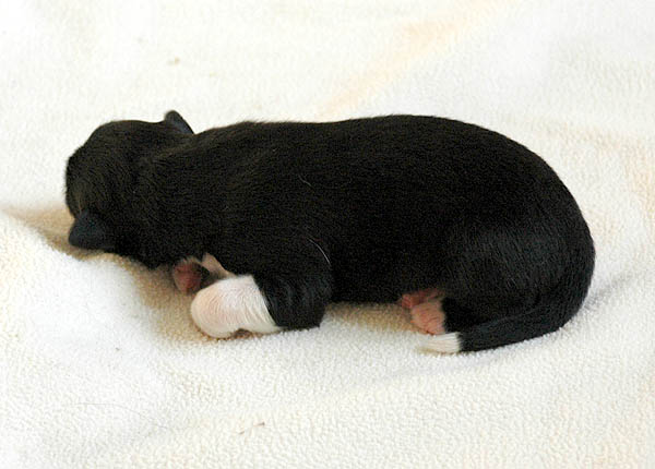 Barack Aussie hvalp hundehvalp Australian Shepherd hvalpe hundehvalpe