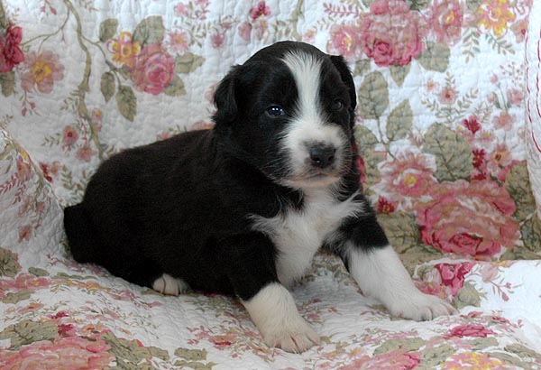 Barack Aussie hvalp hundehvalp Australian Shepherd hvalpe hundehvalpe