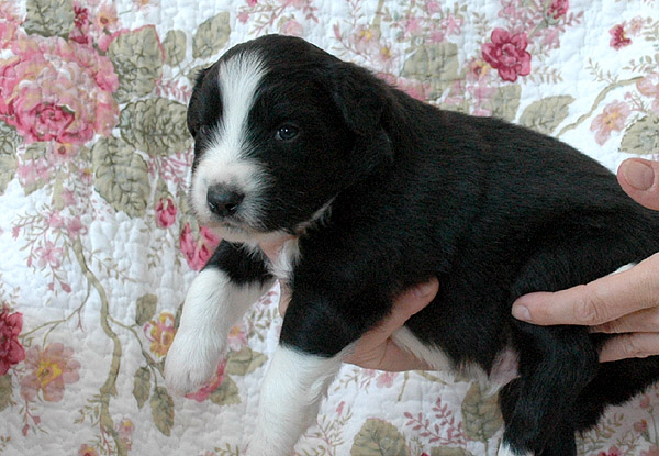 Barack Aussie hvalp hundehvalp Australian Shepherd hvalpe hundehvalpe