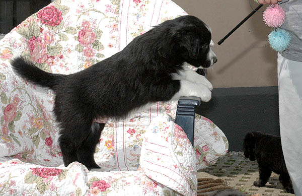 Barack Aussie hvalp hundehvalp Australian Shepherd hvalpe hundehvalpe