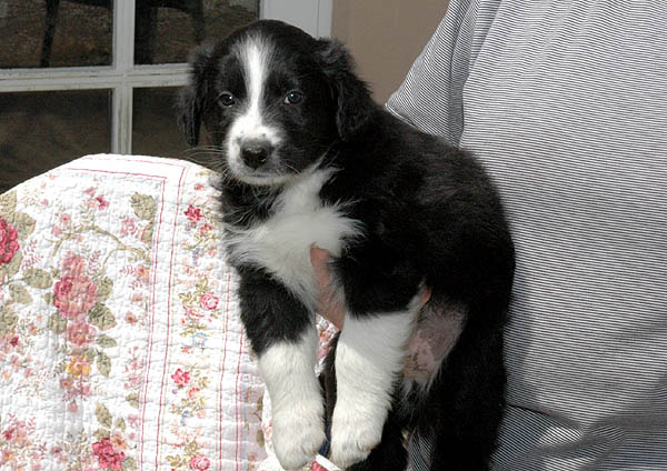 Barack Aussie hvalp hundehvalp Australian Shepherd hvalpe hundehvalpe