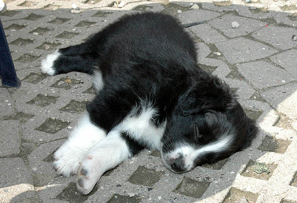 Barack Aussie hvalp hundehvalp Australian Shepherd hvalpe hundehvalpe