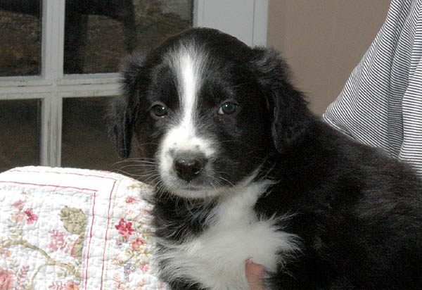 Barack Aussie hvalp hundehvalp Australian Shepherd hvalpe hundehvalpe
