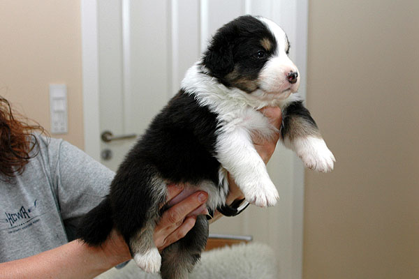 Basim Aussie hvalp hundehvalp Australian Shepherd hvalpe hundehvalpe