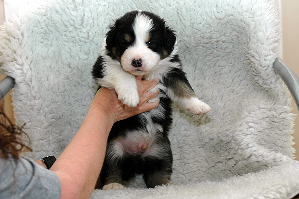 Basim Aussie hvalp hundehvalp Australian Shepherd hvalpe hundehvalpe