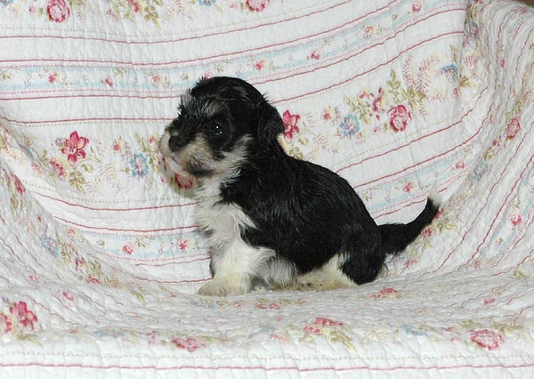 Bastian bichon havanese hvalp hundehvalp bichon havanais hvalpe hundehvalpe