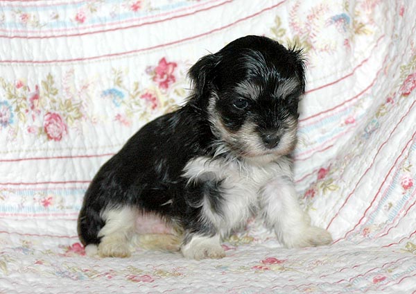 Bastian bichon havanese hvalp hundehvalp bichon havanais hvalpe hundehvalpe