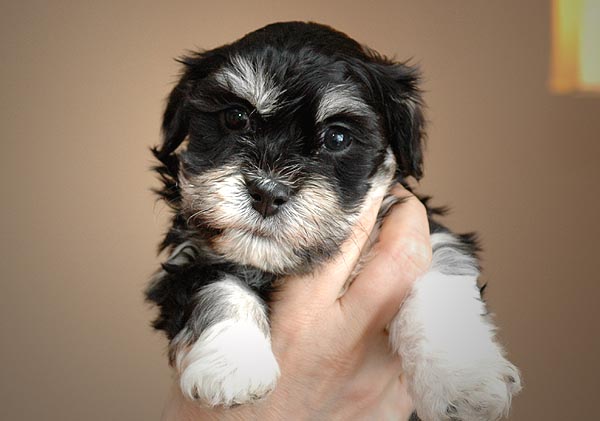 Bastian bichon havanese hvalp hundehvalp bichon havanais hvalpe hundehvalpe