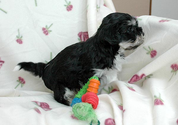 Bastian bichon havanese hvalp hundehvalp bichon havanais hvalpe hundehvalpe