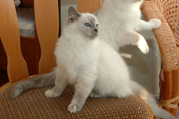 Beate Ragdoll killing kattekilling Ragdol killinger kattekillinger