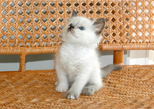 Belis Ragdoll killing kattekilling Ragdol killinger kattekillinger