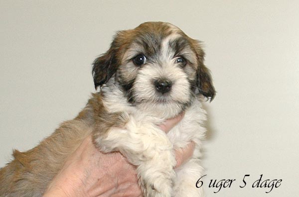 Bella bichon havanese hvalp hundehvalp bichon havanais hvalpe hundehvalpe