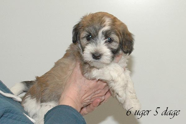 Bella bichon havanese hvalp hundehvalp bichon havanais hvalpe hundehvalpe