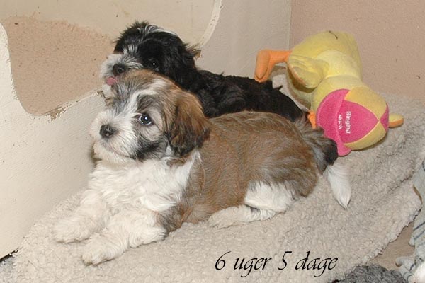 Bella bichon havanese hvalp hundehvalp bichon havanais hvalpe hundehvalpe