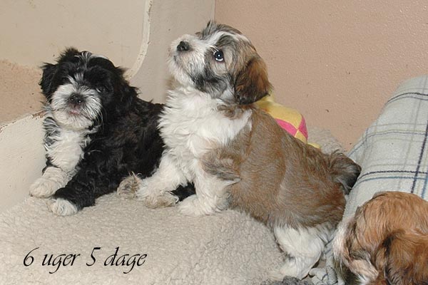 Bella bichon havanese hvalp hundehvalp bichon havanais hvalpe hundehvalpe