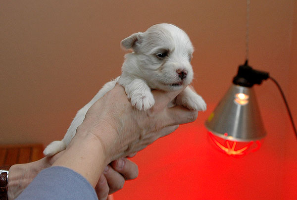 Bellis bichon havanese hvalp hundehvalp bichon havanais hvalpe hundehvalpe