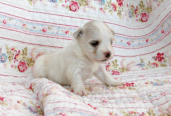 Bellis bichon havanese hvalp hundehvalp bichon havanais hvalpe hundehvalpe