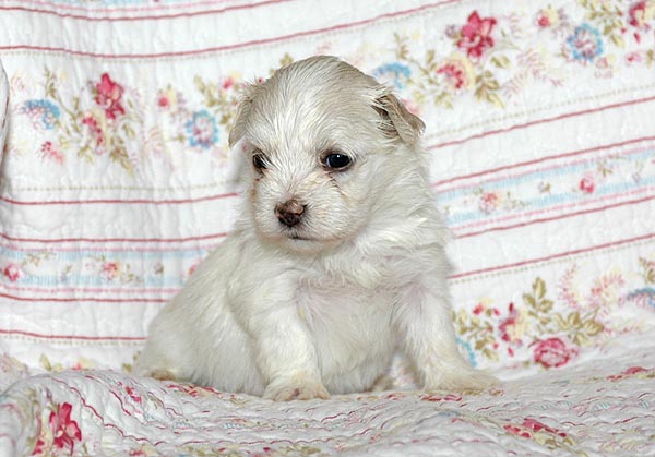 Bellis bichon havanese hvalp hundehvalp bichon havanais hvalpe hundehvalpe