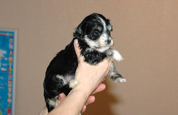 Benno bichon havanese hvalp hundehvalp bichon havanais hvalpe hundehvalpe