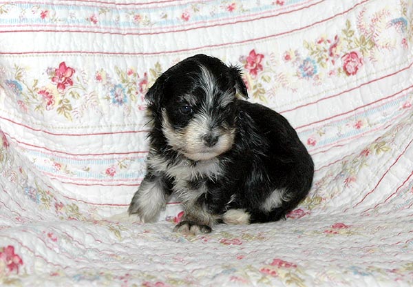 Benno bichon havanese hvalp hundehvalp bichon havanais hvalpe hundehvalpe