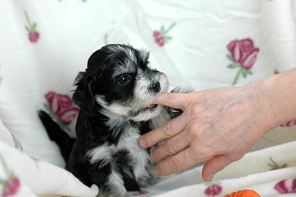 Benno bichon havanese hvalp hundehvalp bichon havanais hvalpe hundehvalpe
