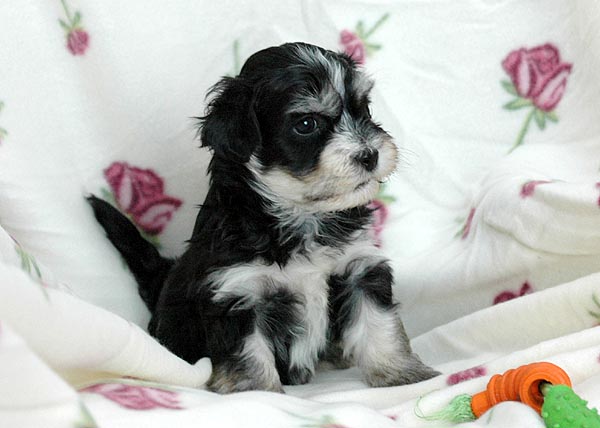 Benno bichon havanese hvalp hundehvalp bichon havanais hvalpe hundehvalpe