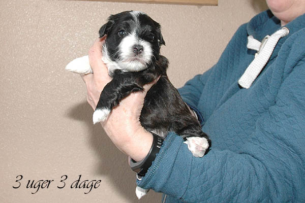 Bille bichon havanese hvalp hundehvalp bichon havanais hvalpe hundehvalpe