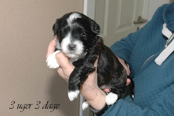 Bille bichon havanese hvalp hundehvalp bichon havanais hvalpe hundehvalpe