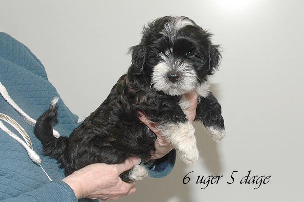Bille bichon havanese hvalp hundehvalp bichon havanais hvalpe hundehvalpe