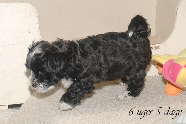Bille bichon havanese hvalp hundehvalp bichon havanais hvalpe hundehvalpe