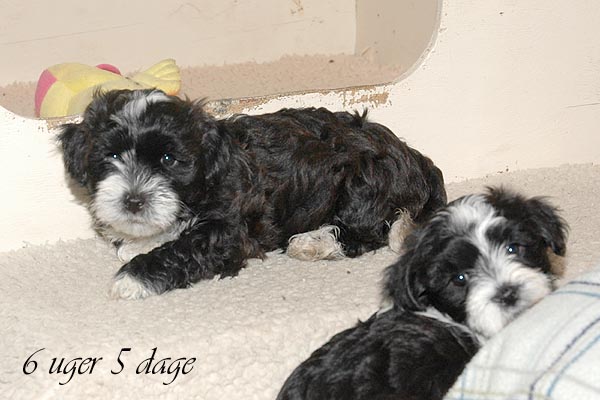 Bille bichon havanese hvalp hundehvalp bichon havanais hvalpe hundehvalpe