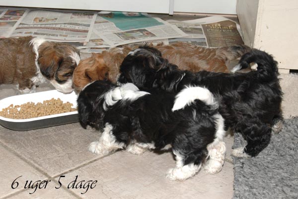 Bille bichon havanese hvalp hundehvalp bichon havanais hvalpe hundehvalpe