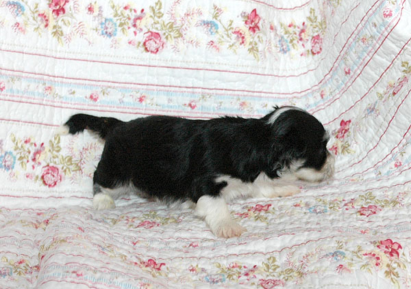 Bine bichon havanese hvalp hundehvalp bichon havanais hvalpe hundehvalpe