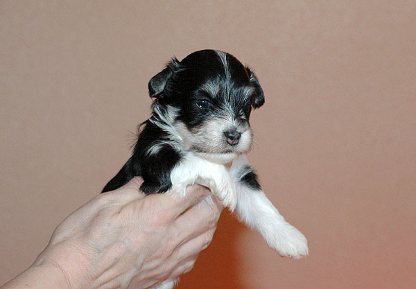 Bine bichon havanese hvalp hundehvalp bichon havanais hvalpe hundehvalpe