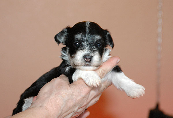 Bine bichon havanese hvalp hundehvalp bichon havanais hvalpe hundehvalpe