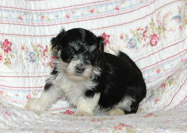 Bine bichon havanese hvalp hundehvalp bichon havanais hvalpe hundehvalpe