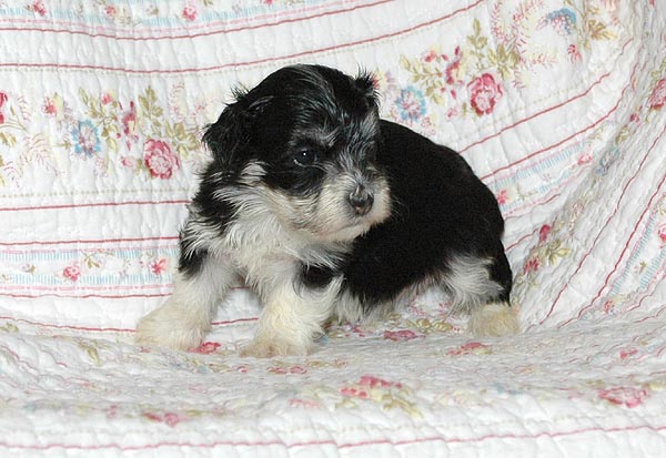 Bine bichon havanese hvalp hundehvalp bichon havanais hvalpe hundehvalpe