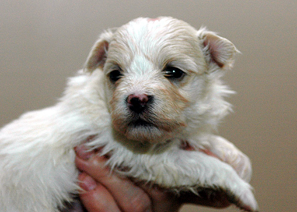 Birk bichon havanese hvalp hundehvalp bichon havanais hvalpe hundehvalpe