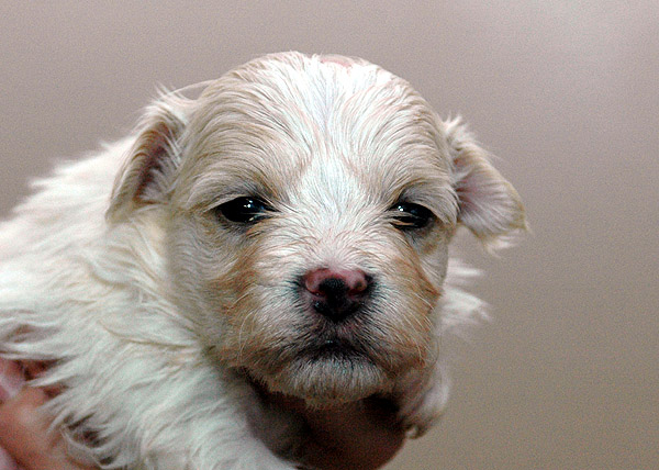 Birk bichon havanese hvalp hundehvalp bichon havanais hvalpe hundehvalpe