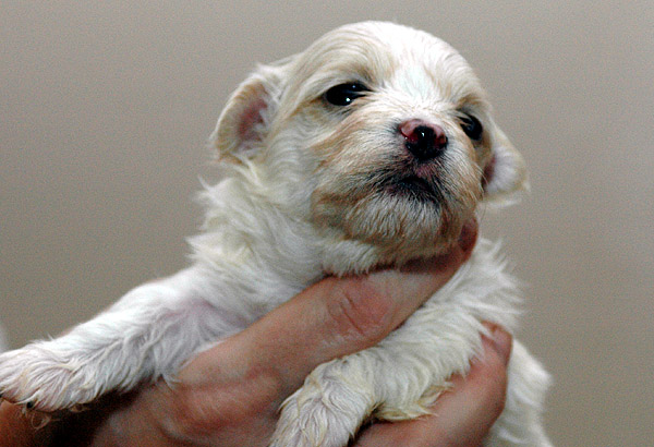 Birk bichon havanese hvalp hundehvalp bichon havanais hvalpe hundehvalpe